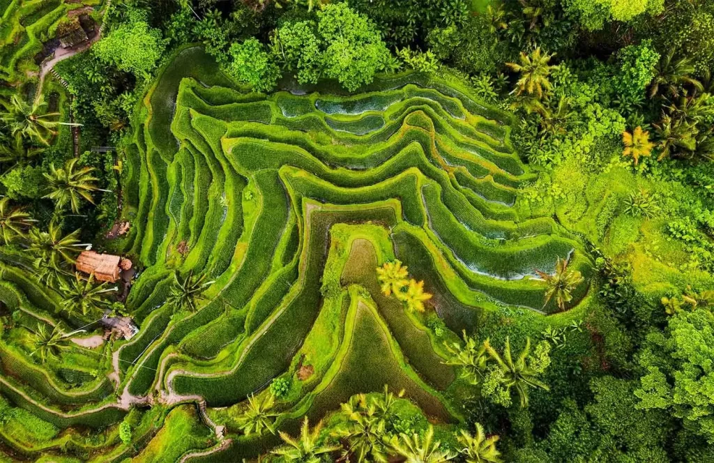 Vista de los arrozales de Tegallalang en Bali durante un viaje a medida al amanecer